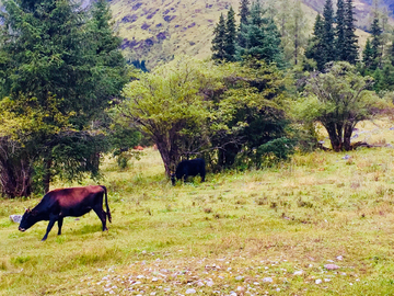 高山牧场