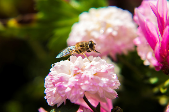 菊花和蜜蜂