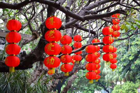 大红灯笼高高挂