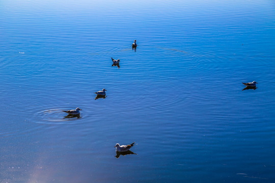 额济纳居延海