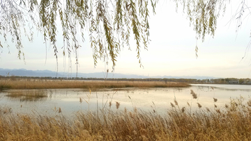 北京野鸭湖湿地公园