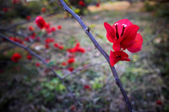 红色花