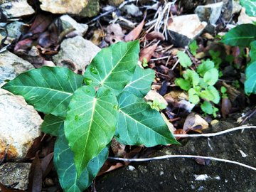 野草