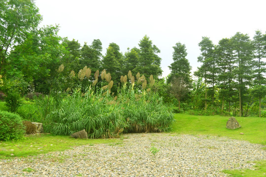 园林小景树林和绿化植物