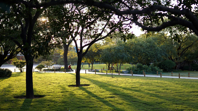 阳光下的公园草坪树林