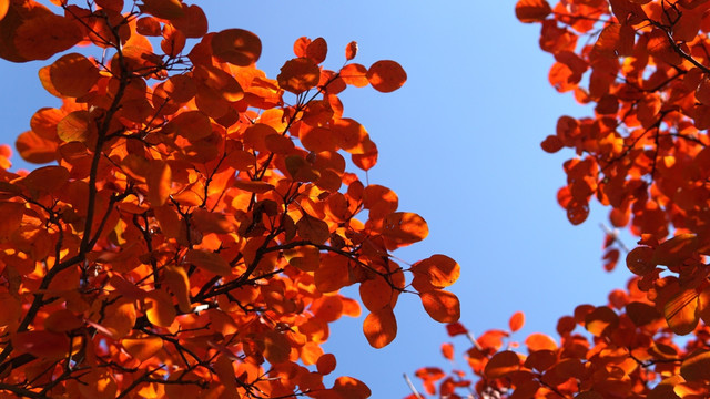 秋季蓝天红叶背景