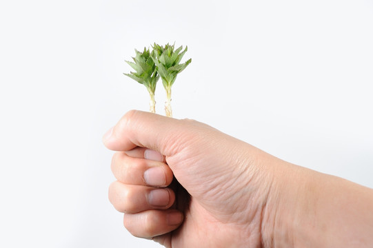 手捧植物幼苗