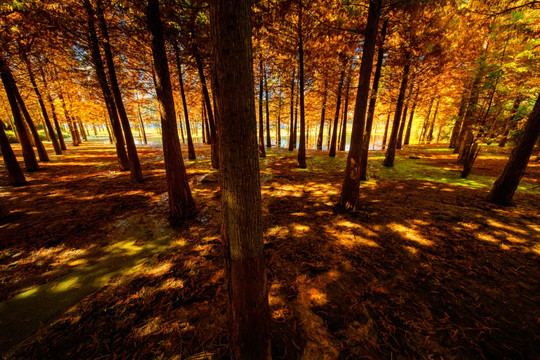 秋天光影斑驳的杉树林
