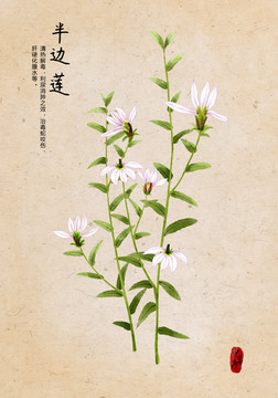 半邊蓮