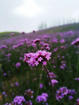 马鞭草紫色花朵