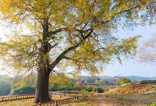 银杏树