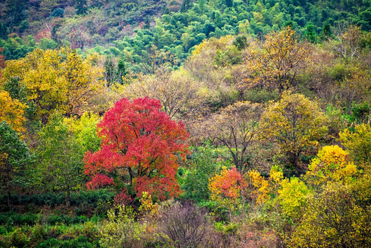 塔川秋色