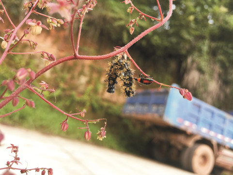 虫昆虫昆虫吃毛毛虫毛毛虫