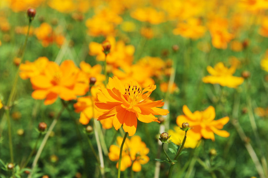 黄色菊花