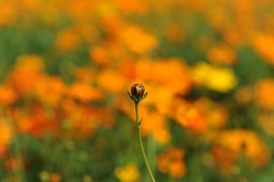 黄色菊花