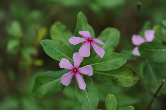 红色小花