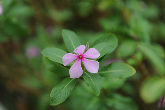 红色小花