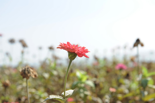 花田