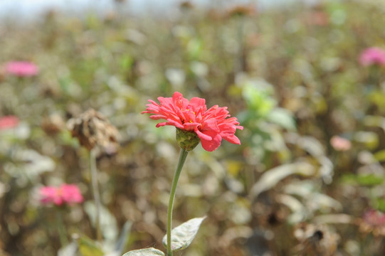 花田