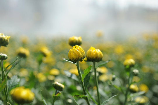 花的海洋