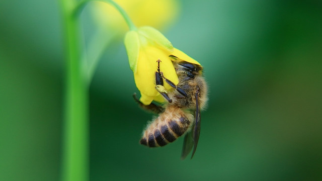 蜜蜂