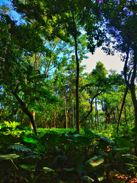 树林绿化风景