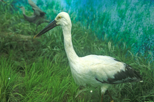 东方白鹤标本