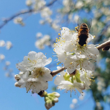 李子花