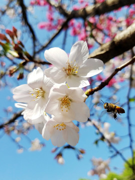 李子花