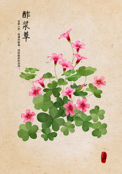 酸漿草