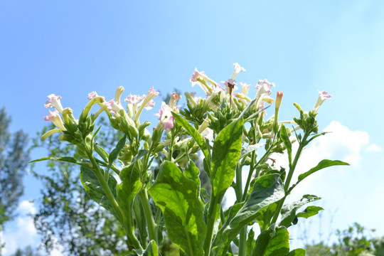 烟草种植