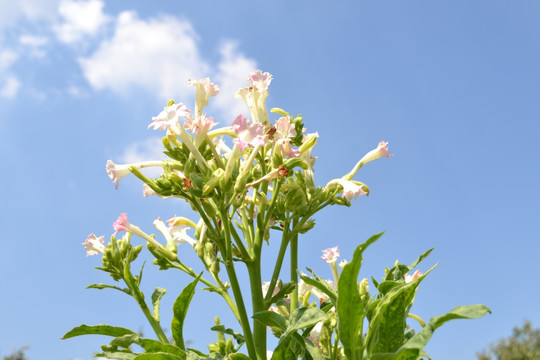 烟草种植