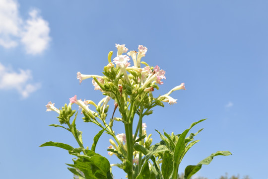 烟草种植