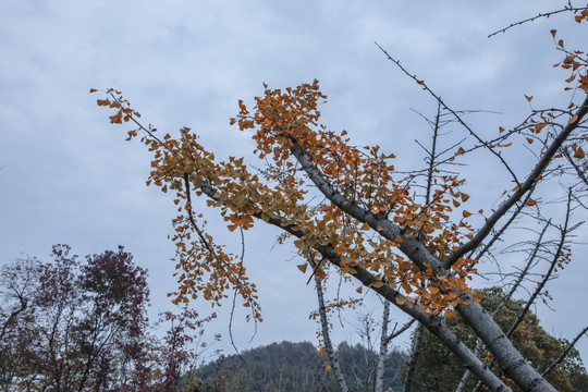 银杏树