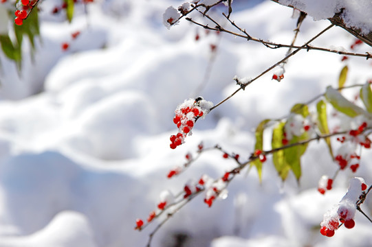 雪景