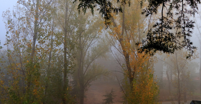 雾中的树林