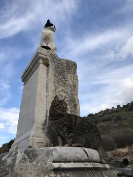 土耳其以弗所的猫咪