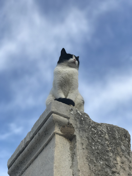 土耳其以弗所的猫咪