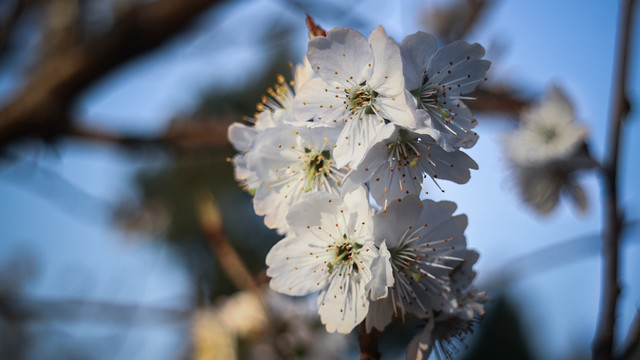 樱花