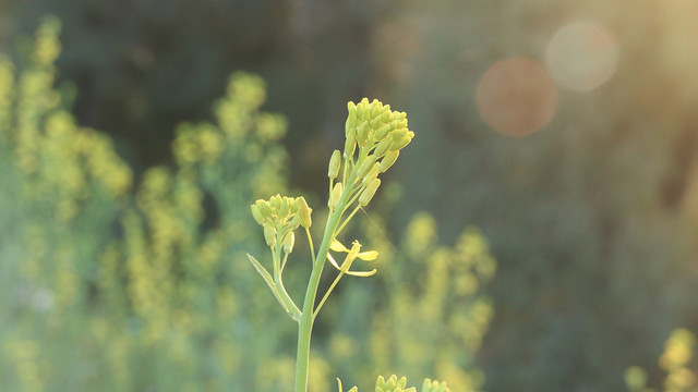 油菜花