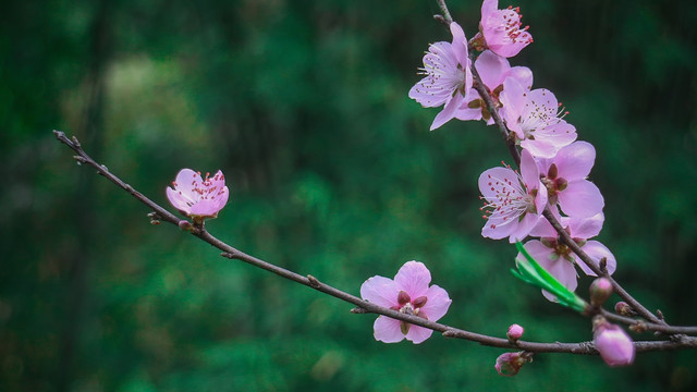 桃花