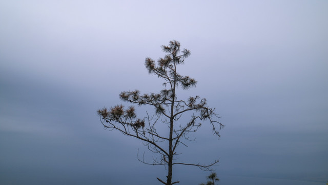 松树