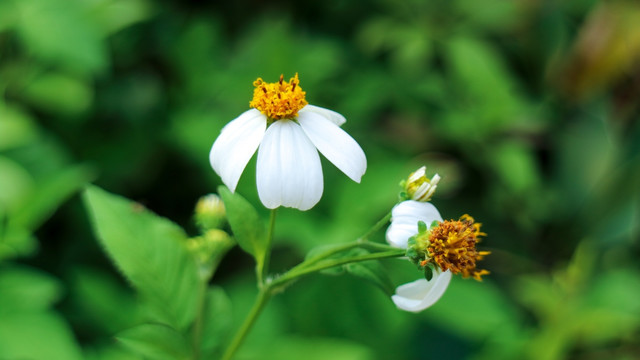 白花鬼针草