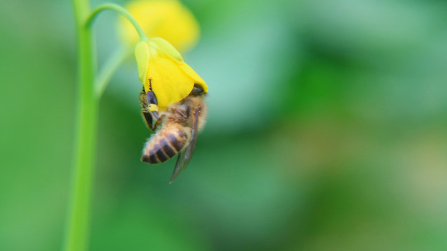 蜜蜂