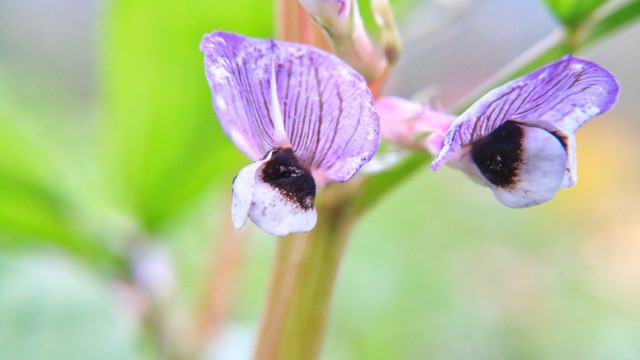 蚕豆花