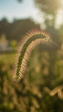 狗尾巴草