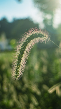 狗尾巴草