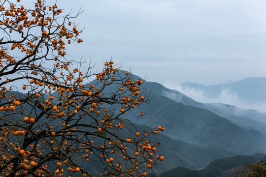 柿子树