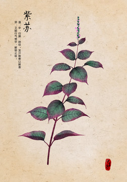 紫蘇