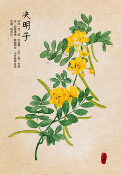 決明子